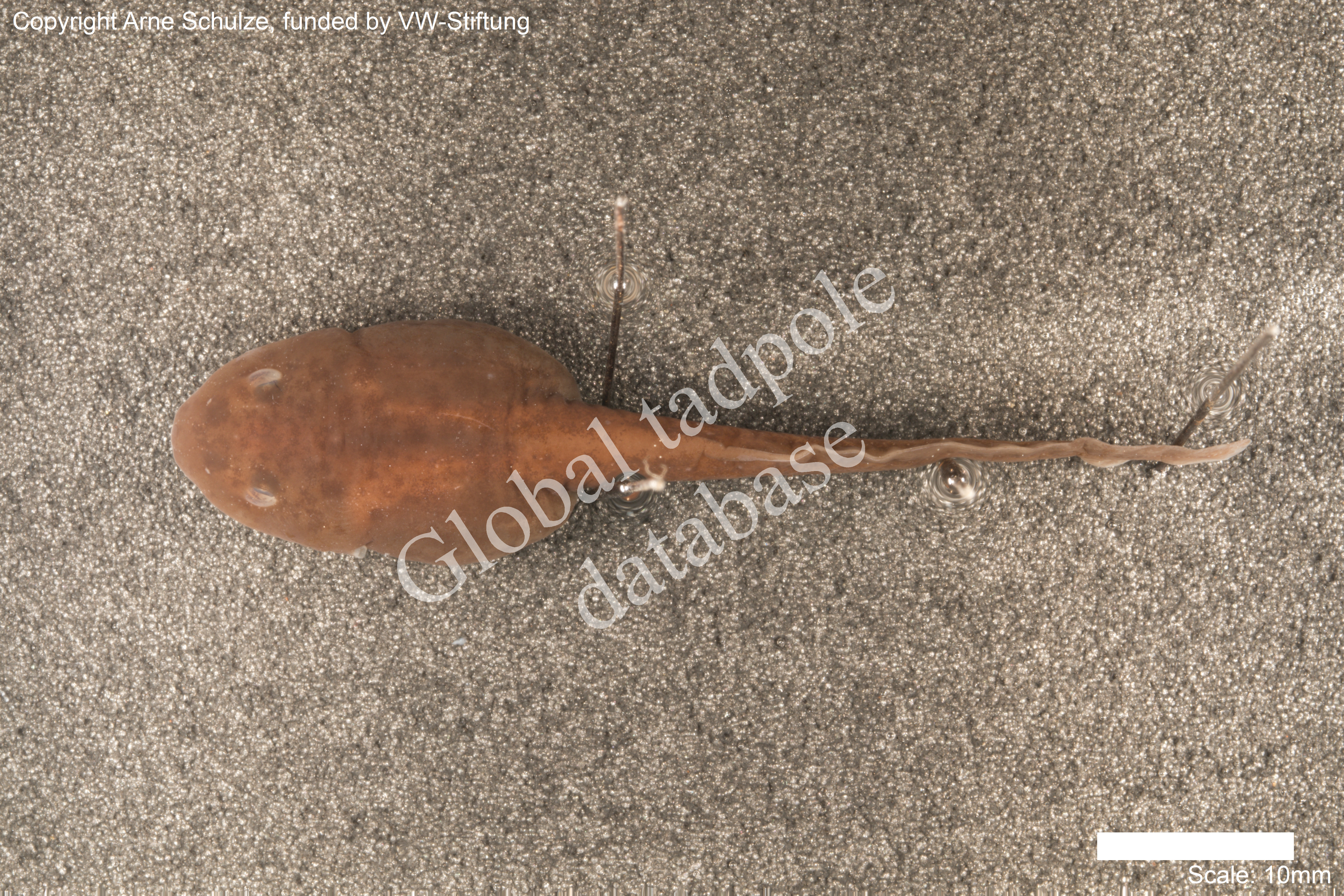 Sorry, no picture available